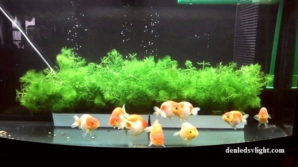 Các loại đèn trang trí hồ cá và địa chỉ mua đèn uy tín